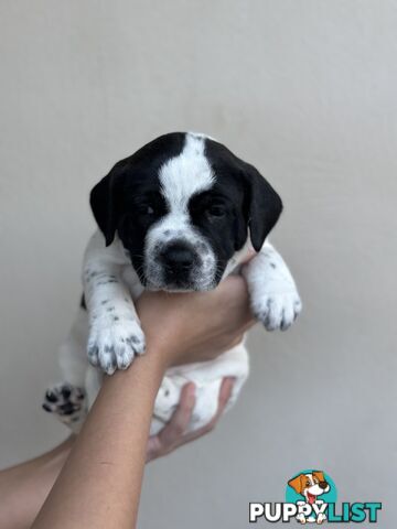 5 adorable American staffy puppies for sale
