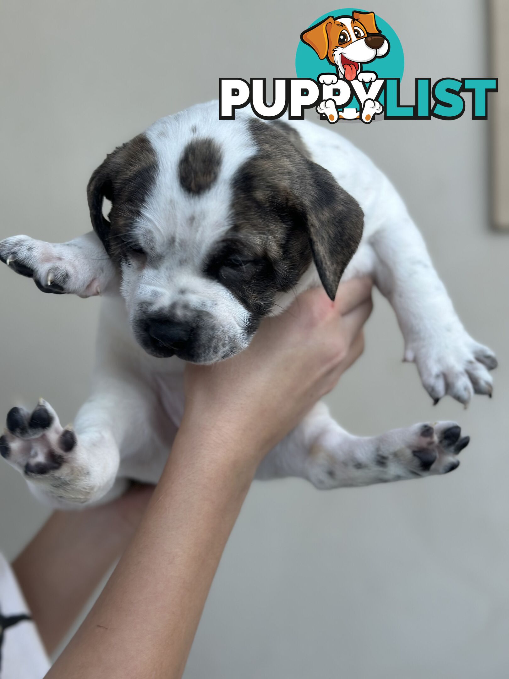 5 adorable American staffy puppies for sale