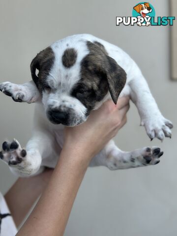 5 adorable American staffy puppies for sale
