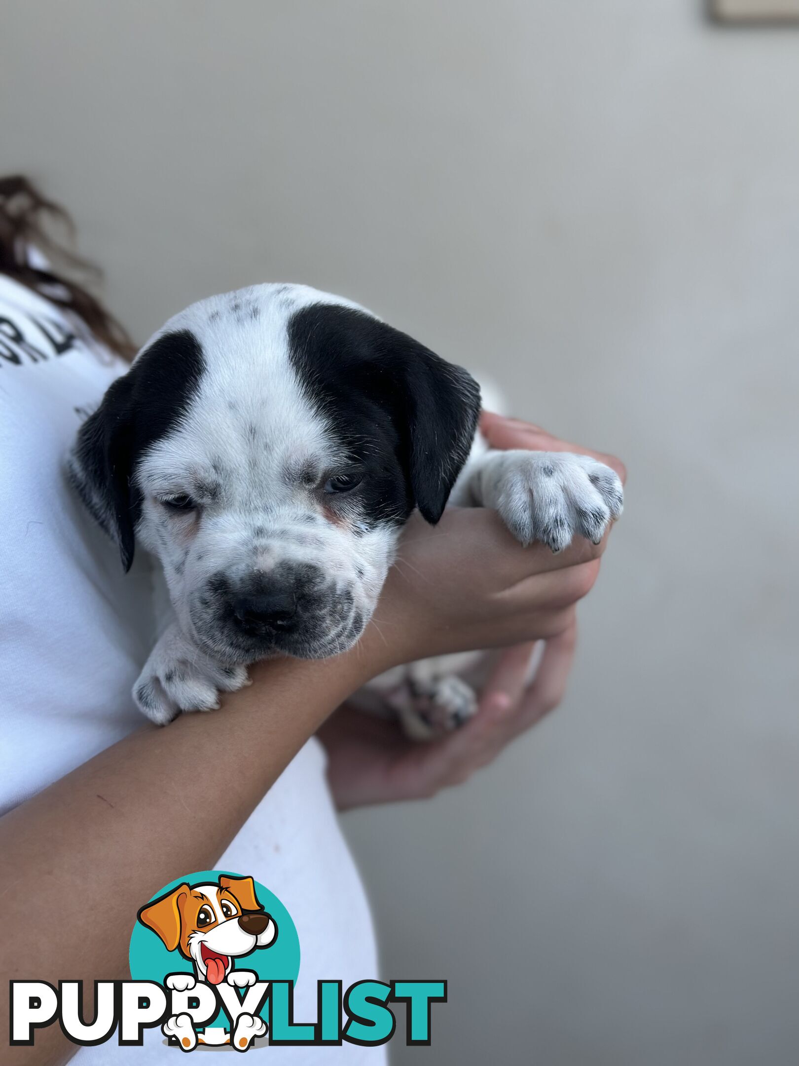 5 adorable American staffy puppies for sale