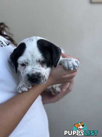 5 adorable American staffy puppies for sale