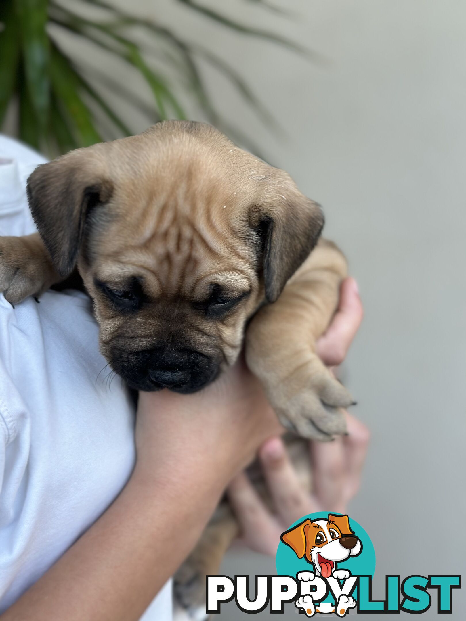 5 adorable American staffy puppies for sale