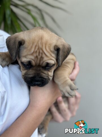 5 adorable American staffy puppies for sale