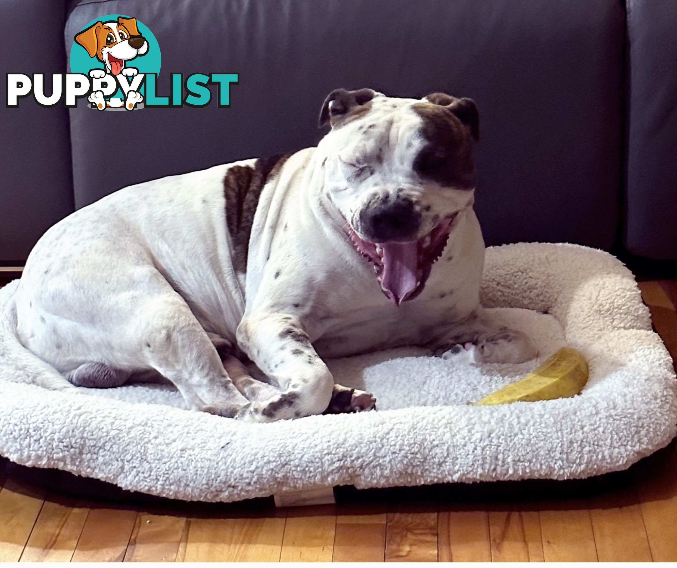 5 adorable American staffy puppies for sale
