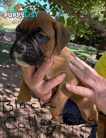 Boxer puppies forsale