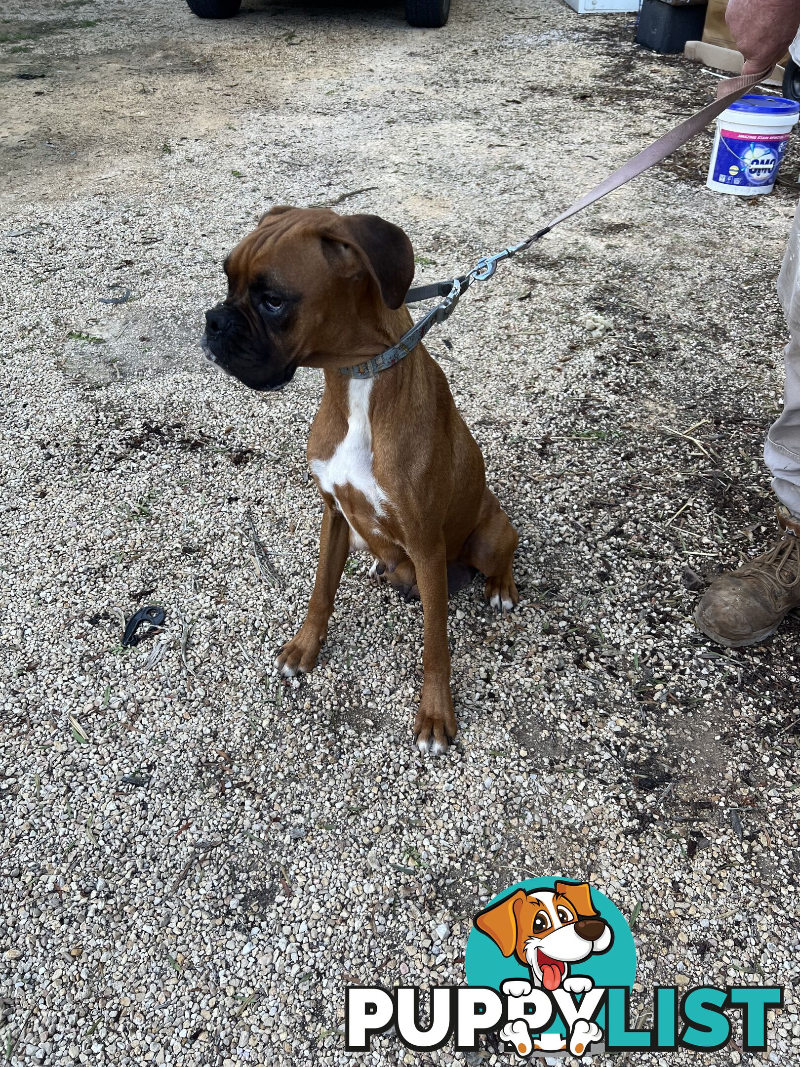 Boxer puppies forsale