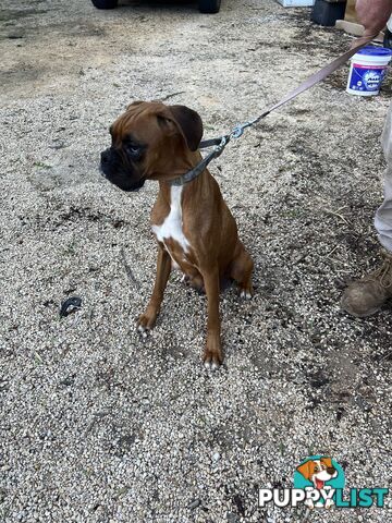 Boxer puppies forsale