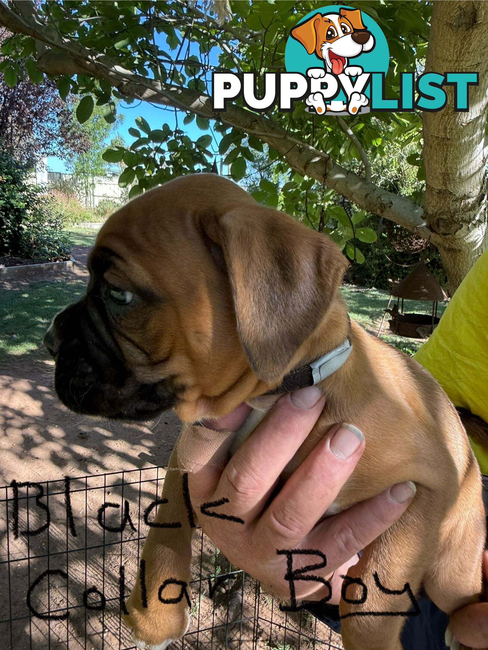 Boxer puppies forsale