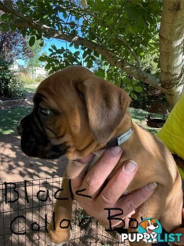 Boxer puppies forsale