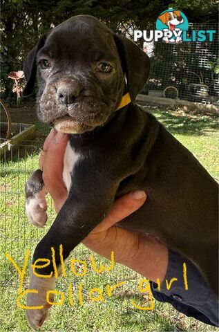 Boxer puppies forsale