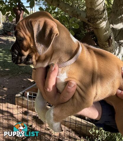 Boxer puppies forsale