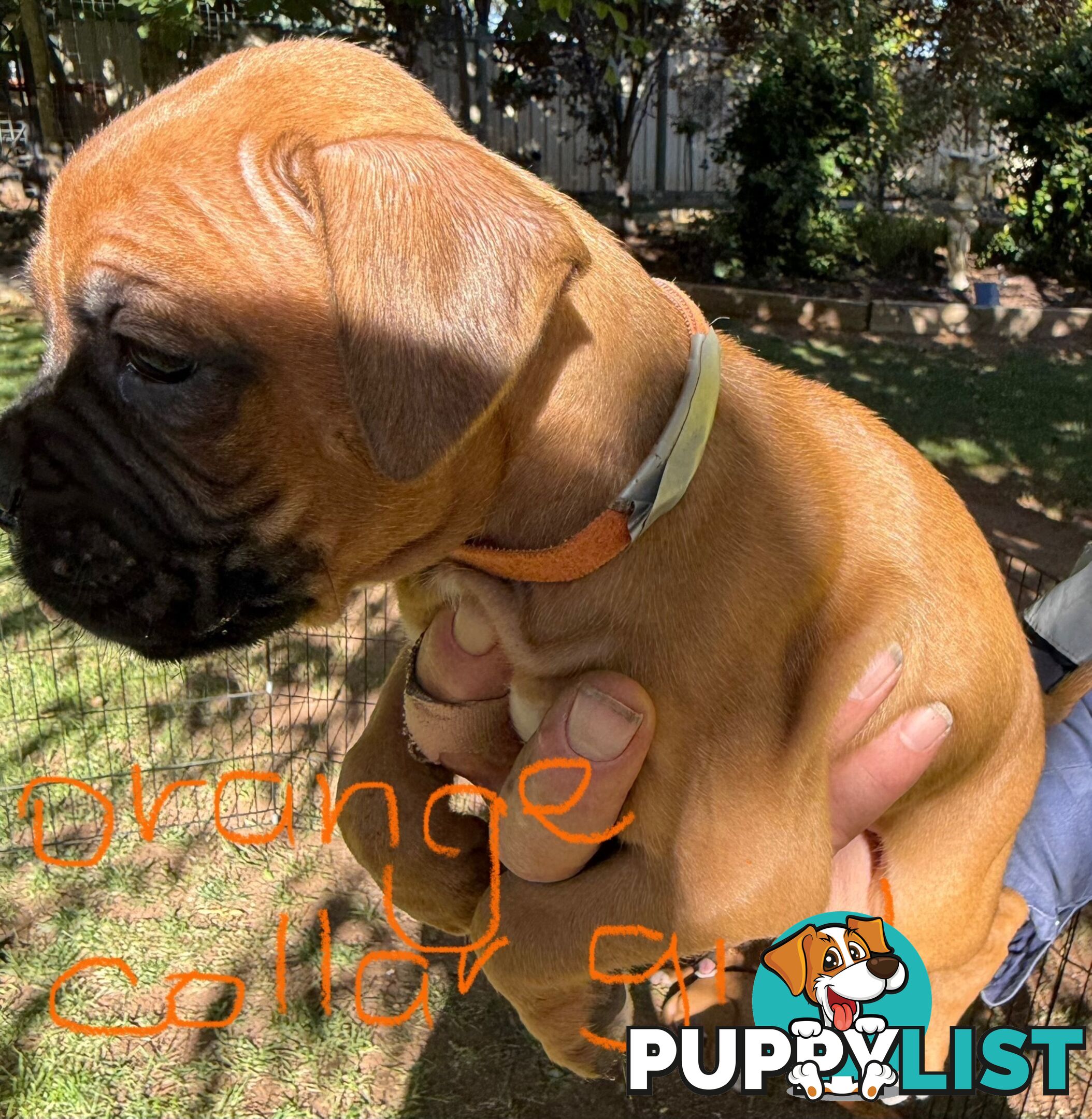 Boxer puppies forsale