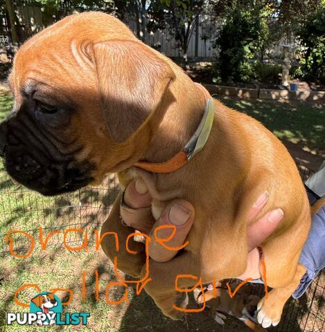 Boxer puppies forsale