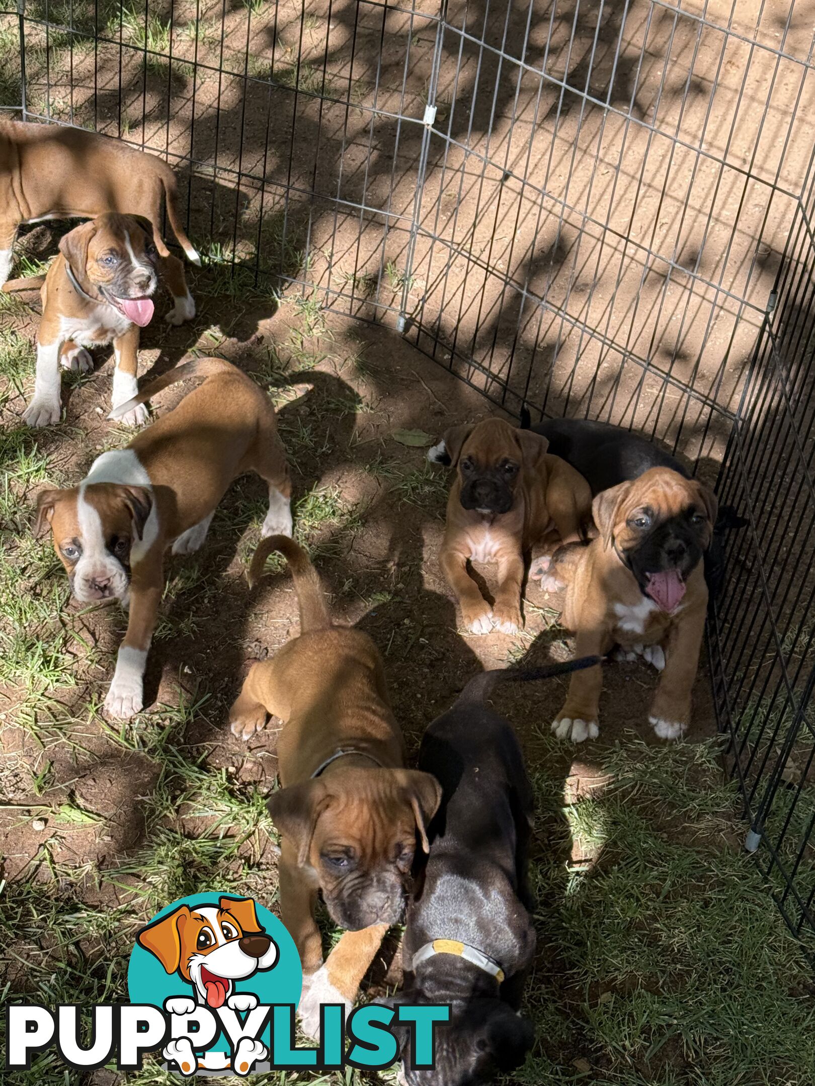 Boxer puppies forsale