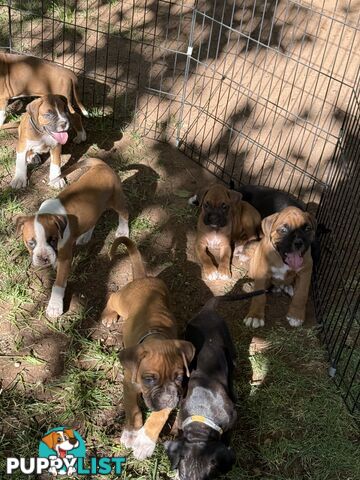 Boxer puppies forsale