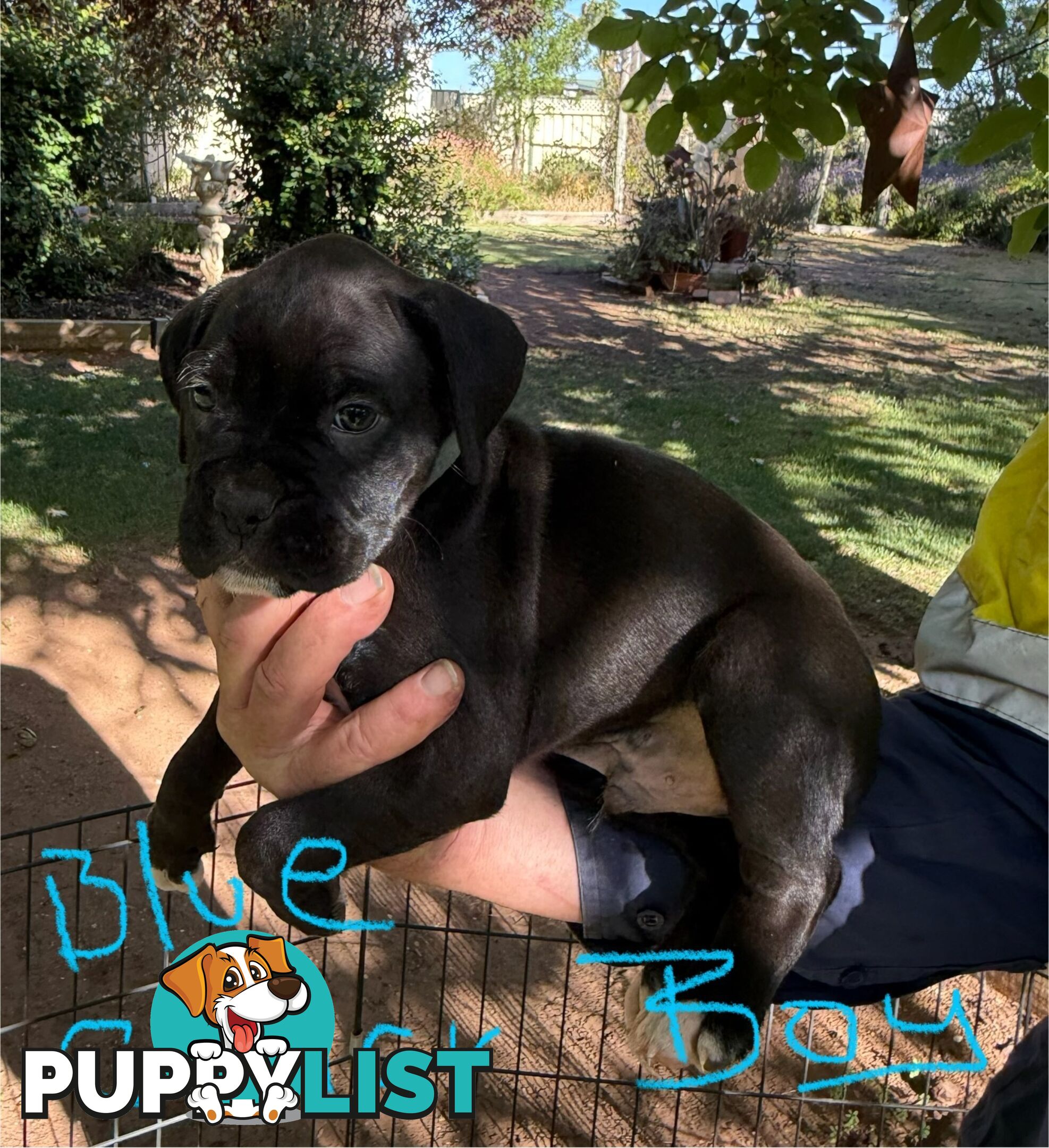 Boxer puppies forsale