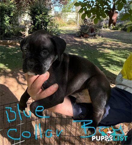 Boxer puppies forsale