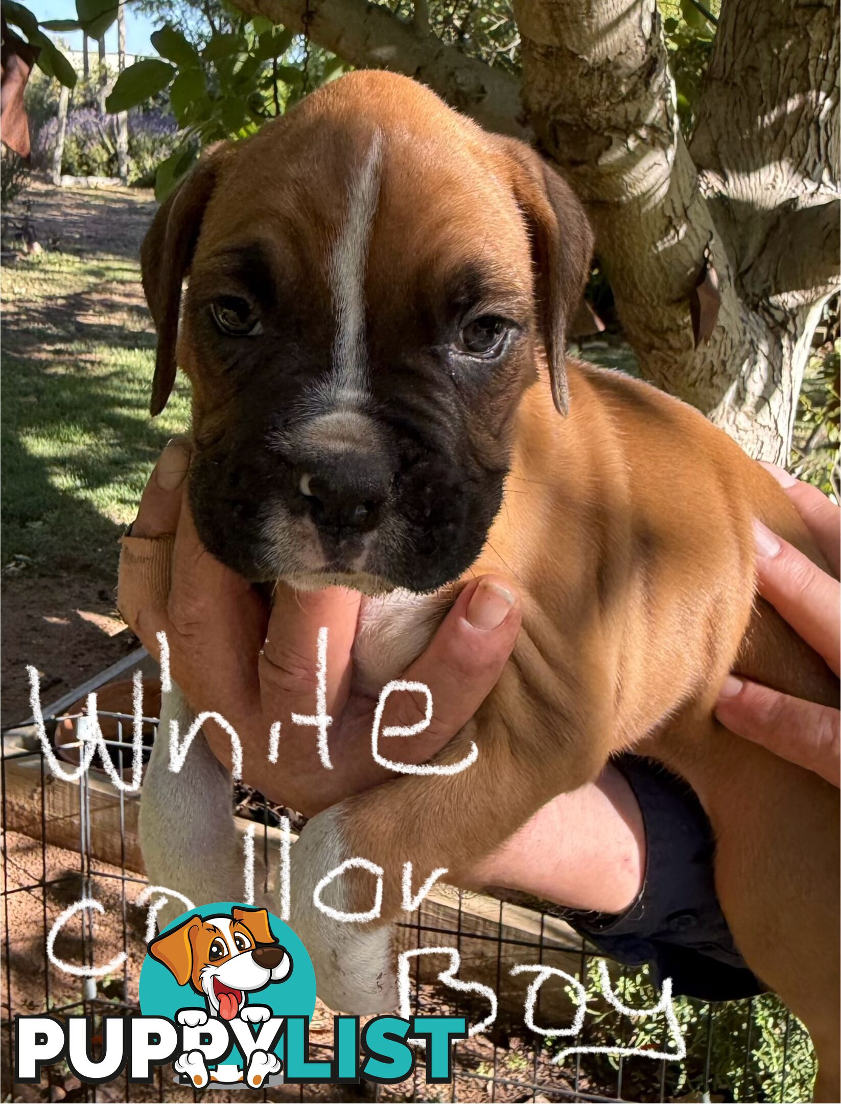 Boxer puppies forsale