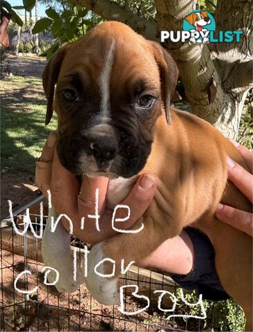 Boxer puppies forsale