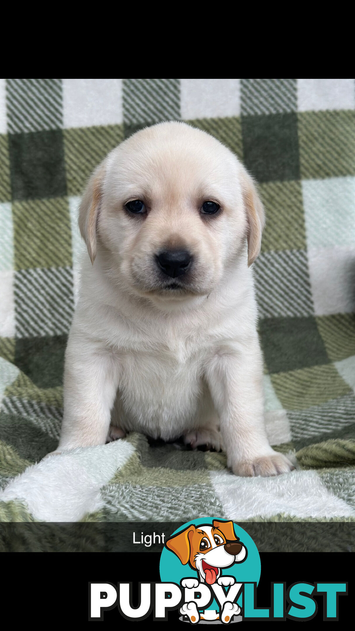Labrador puppies