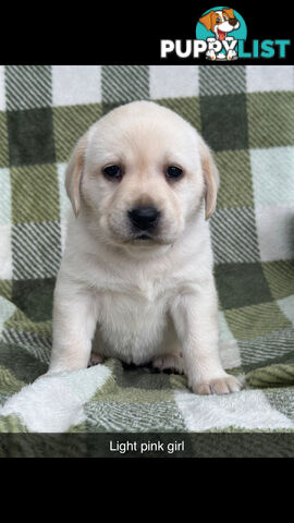 Labrador puppies