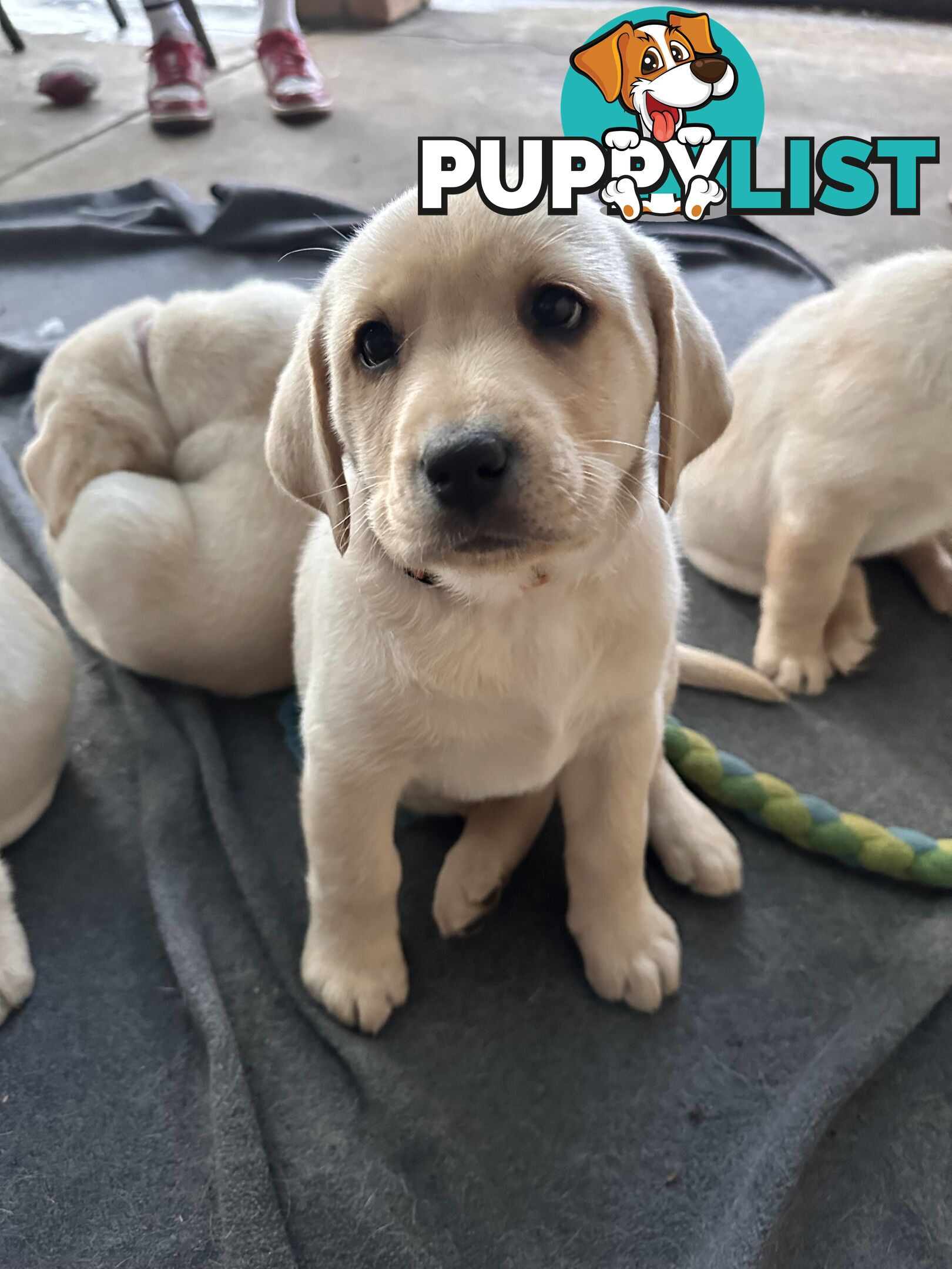 Labrador puppies