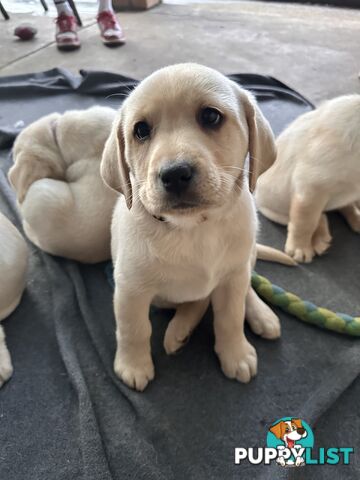 Labrador puppies