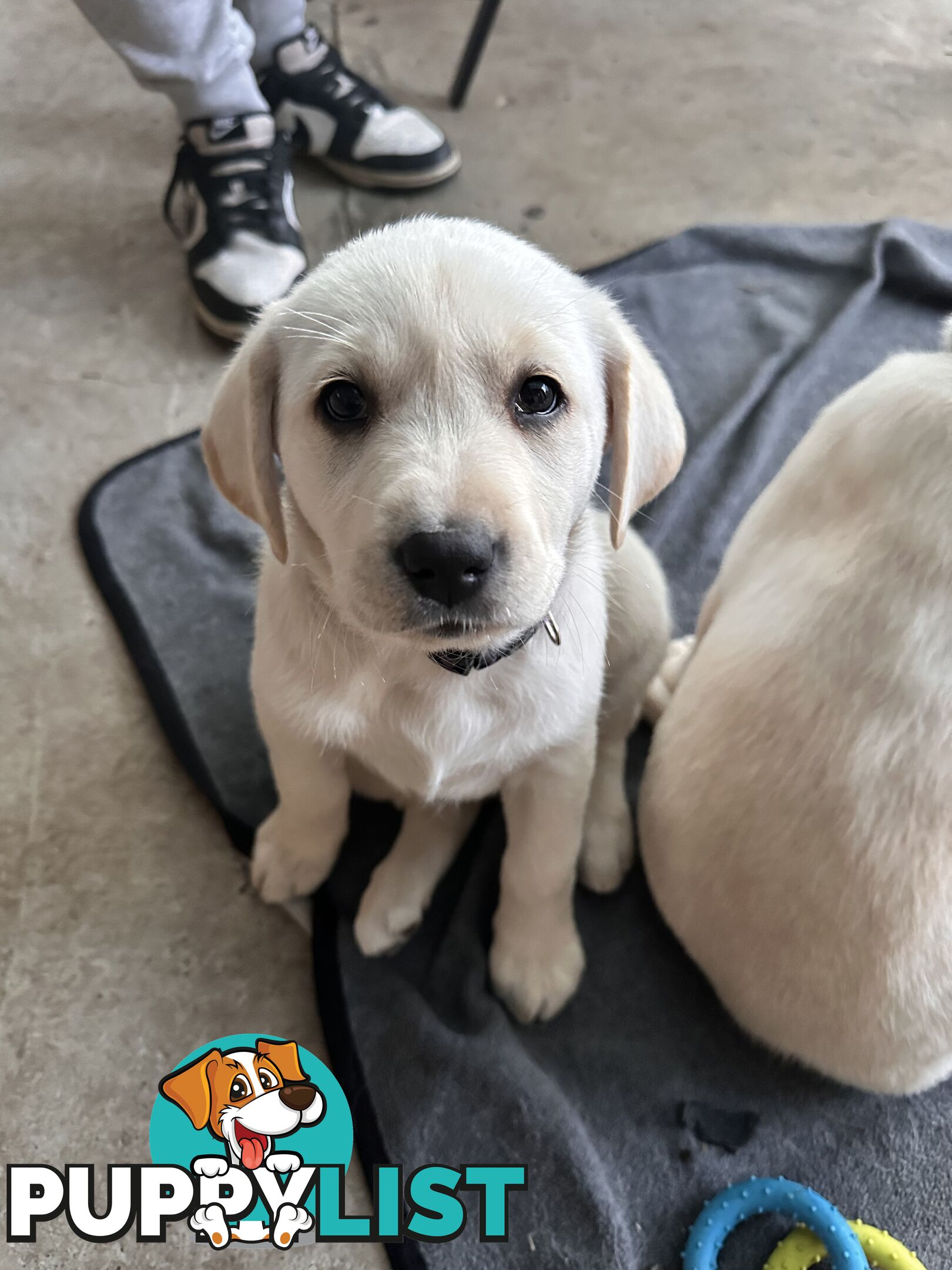 Labrador puppies