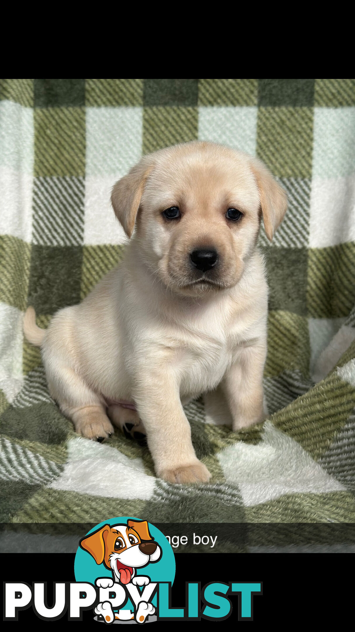 Labrador puppies
