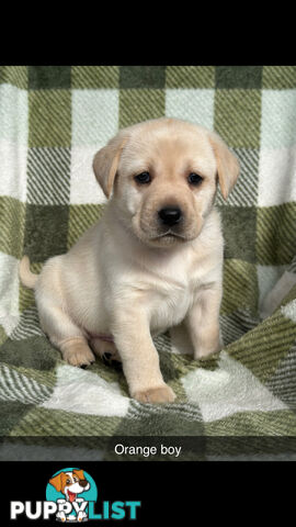 Labrador puppies