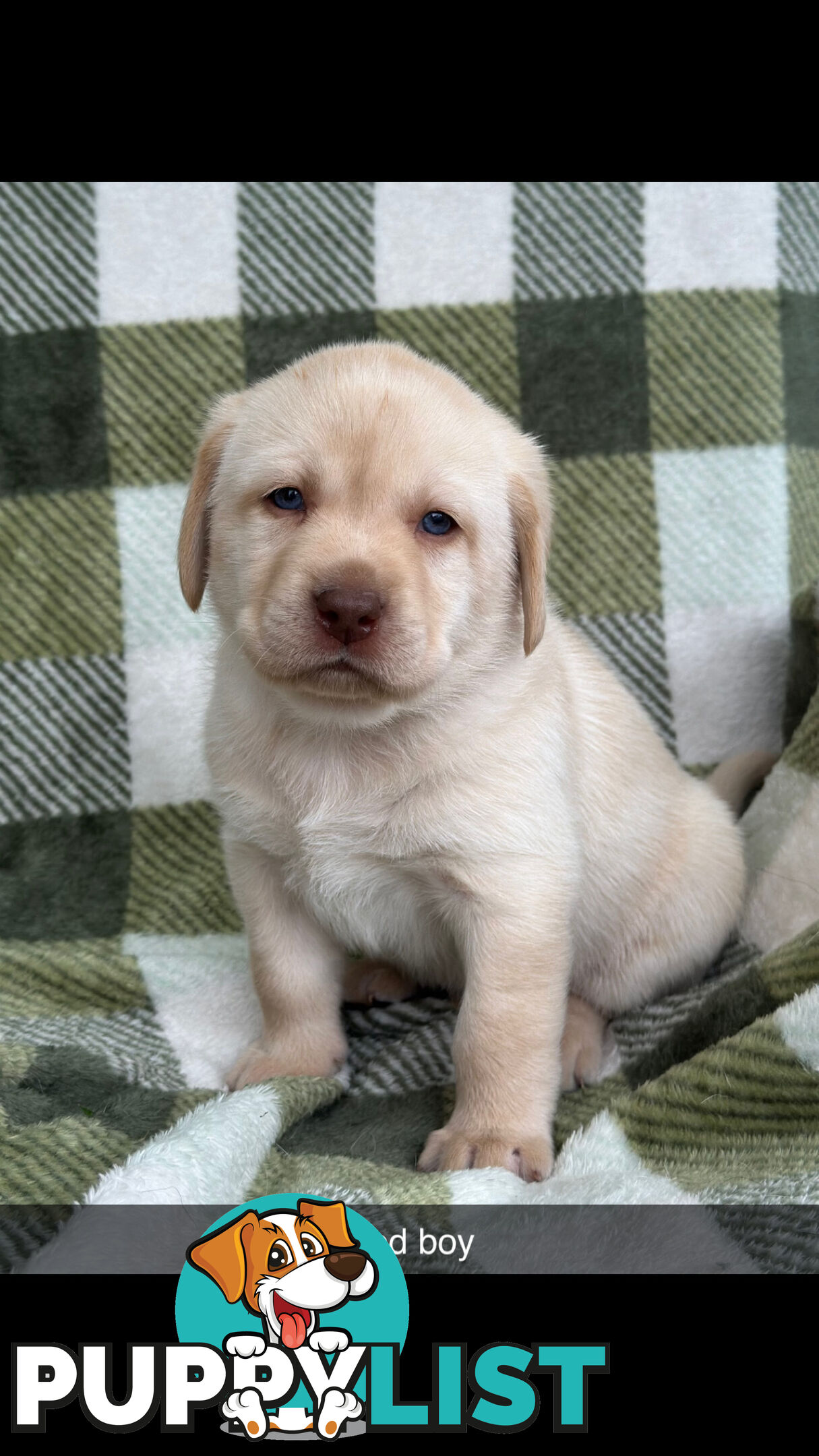 Labrador puppies