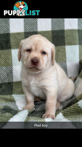 Labrador puppies