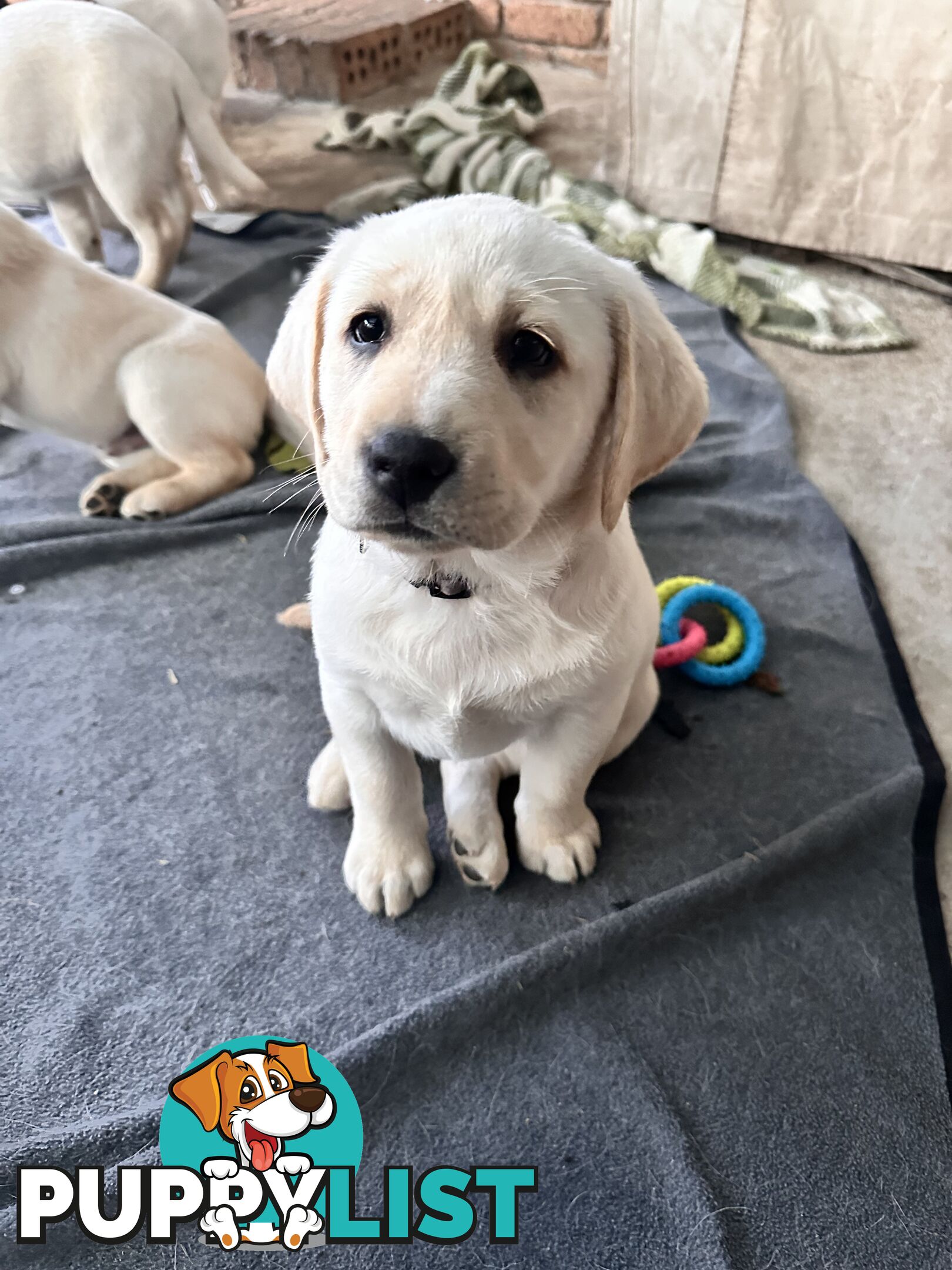Labrador puppies