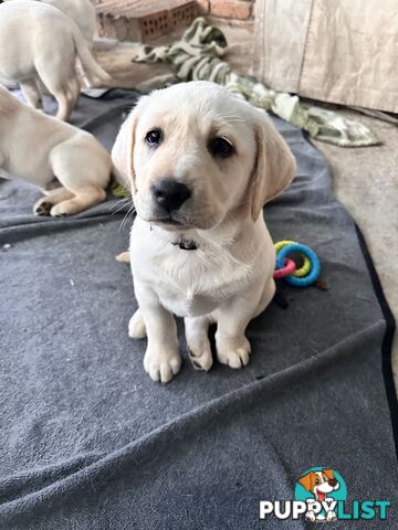Labrador puppies