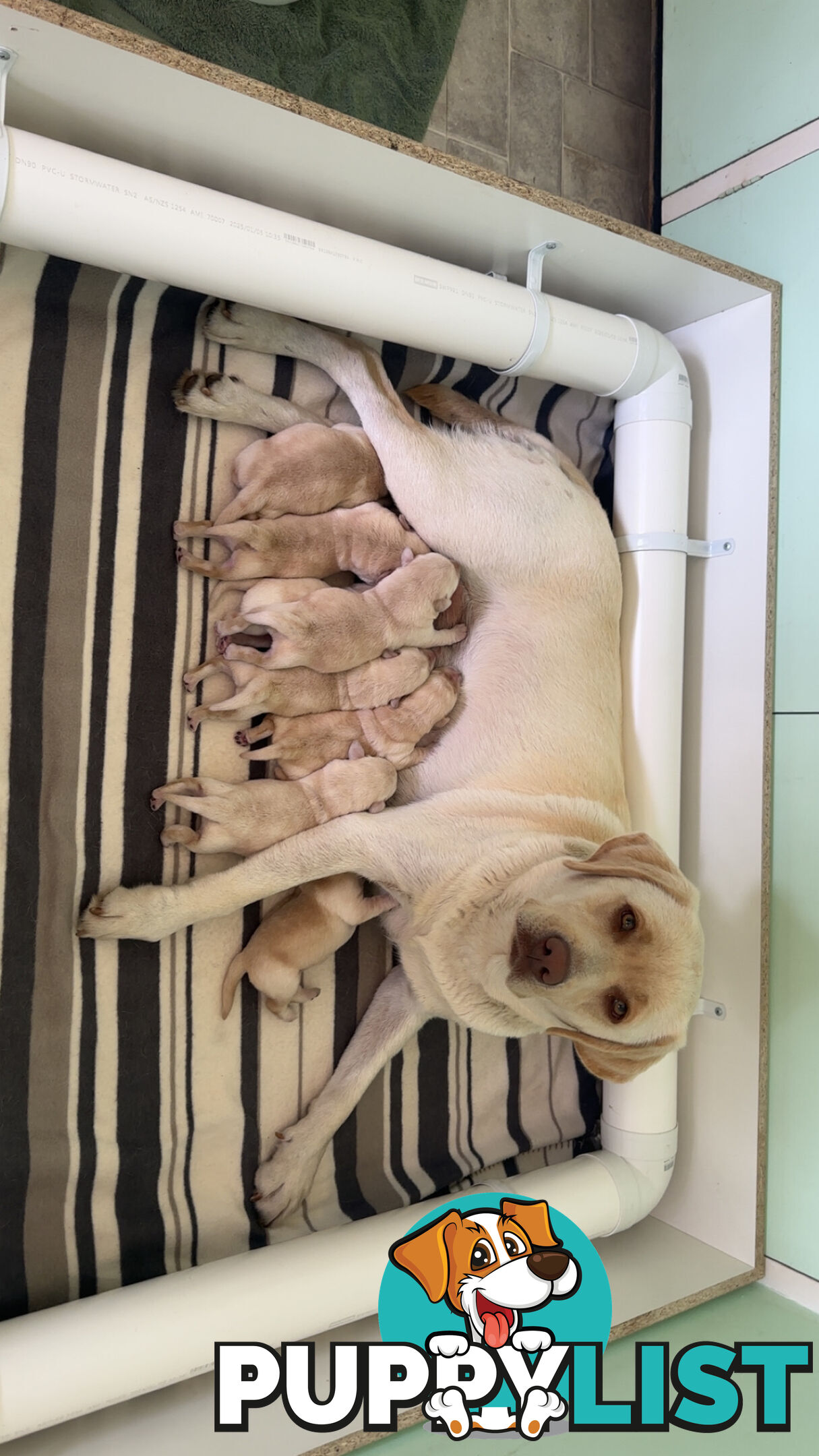 Labrador puppies