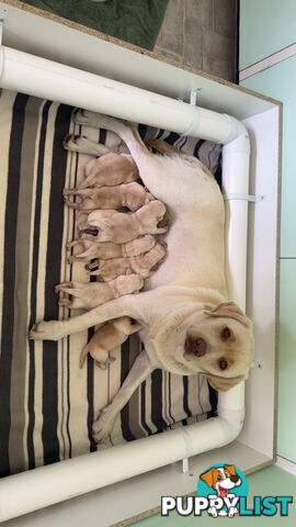 Labrador puppies