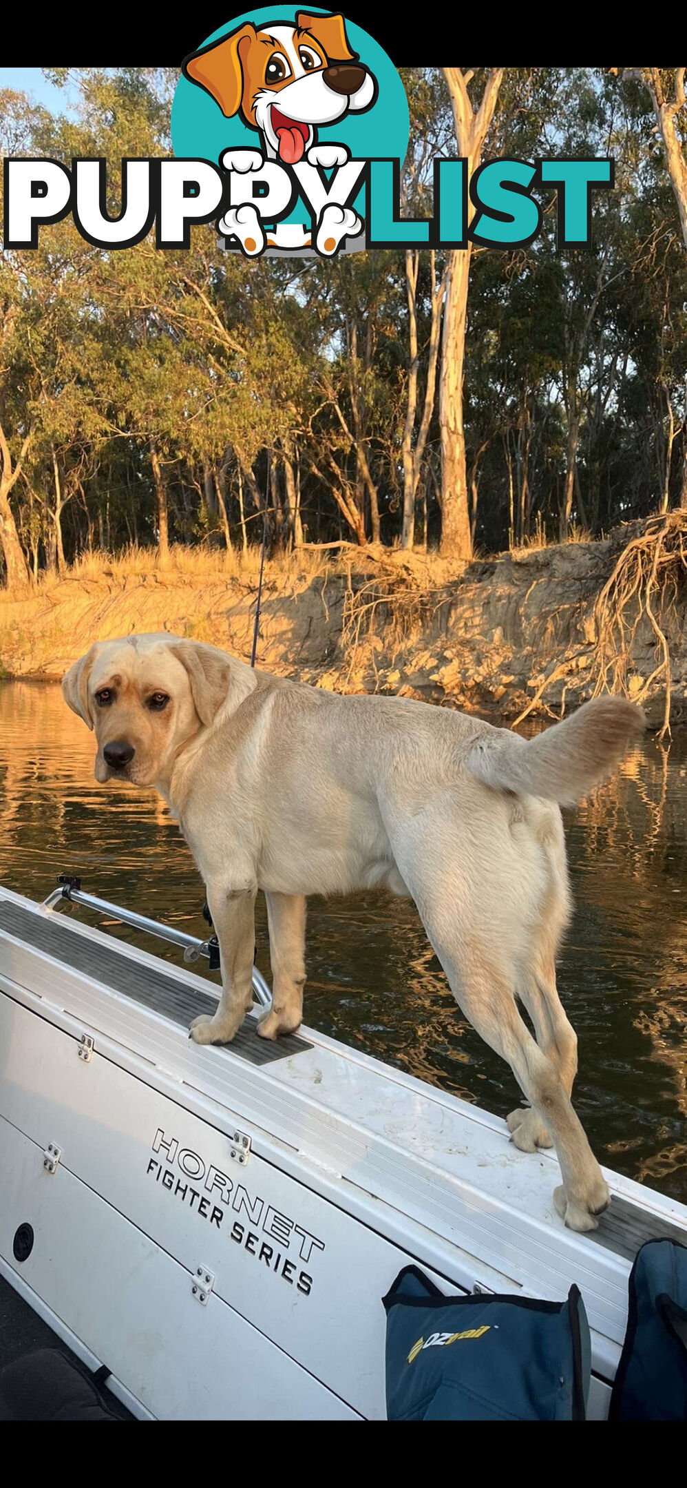 Labrador puppies