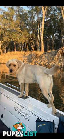 Labrador puppies
