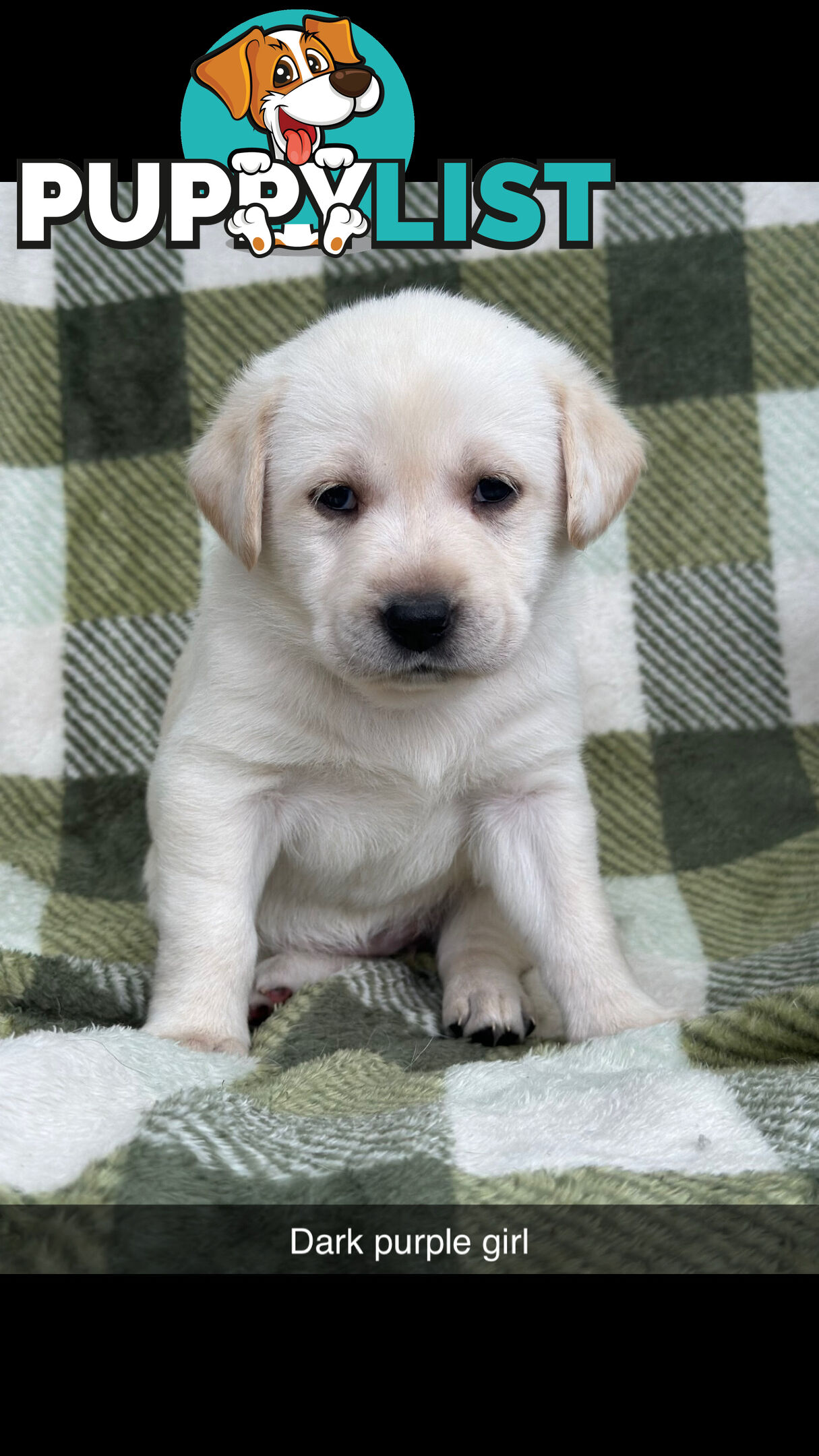 Labrador puppies