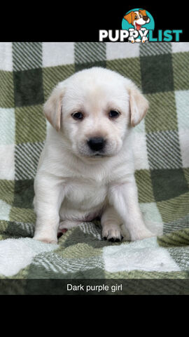 Labrador puppies