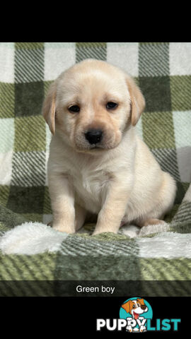 Labrador puppies