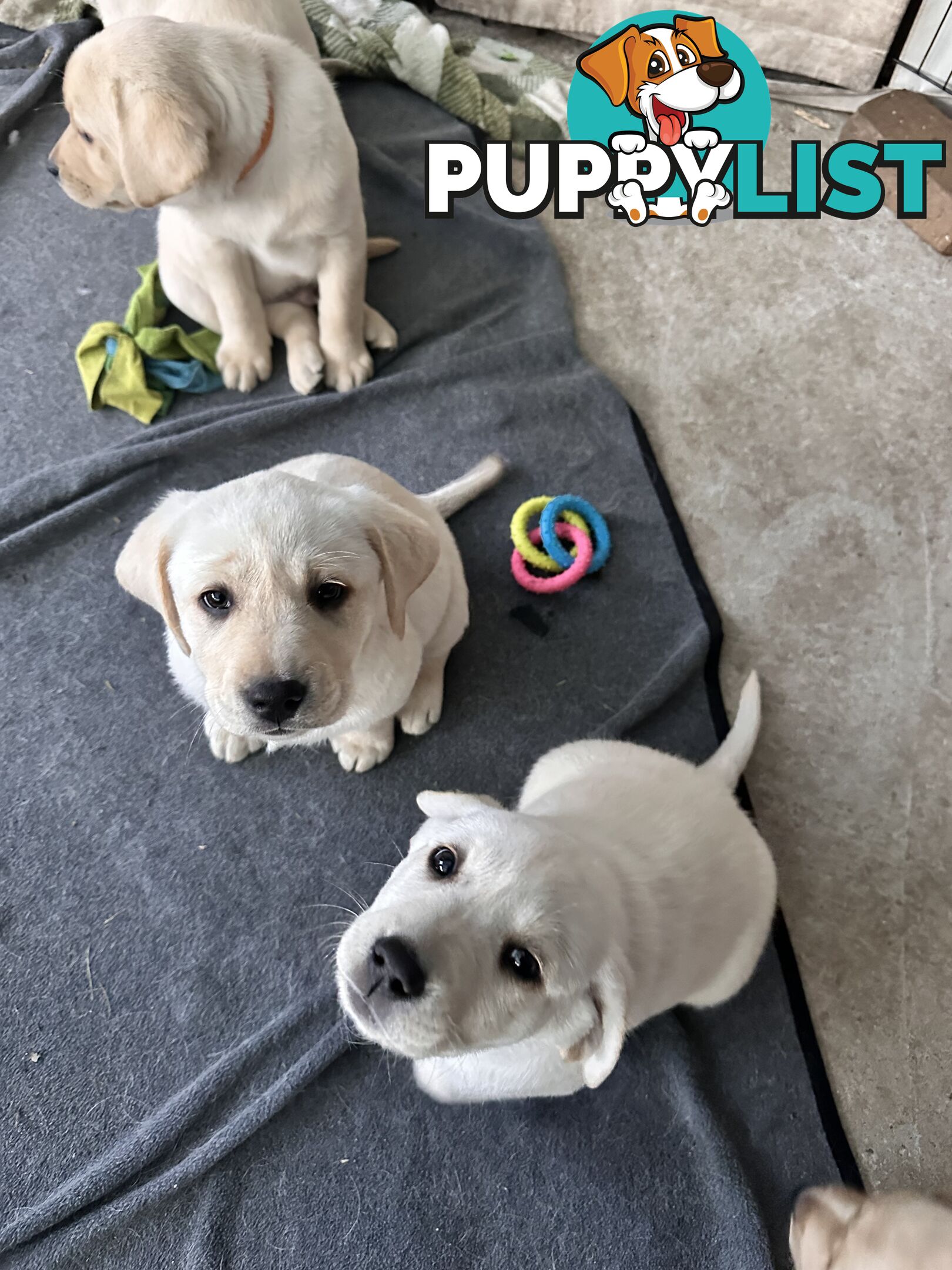 Labrador puppies