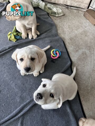 Labrador puppies