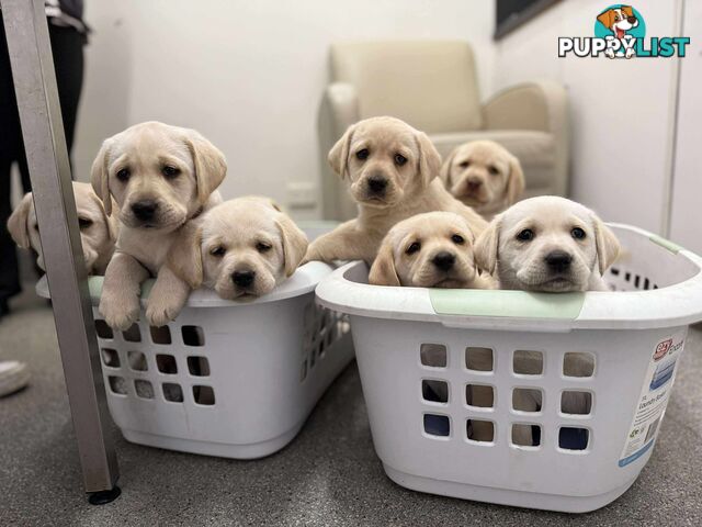 Labrador puppies