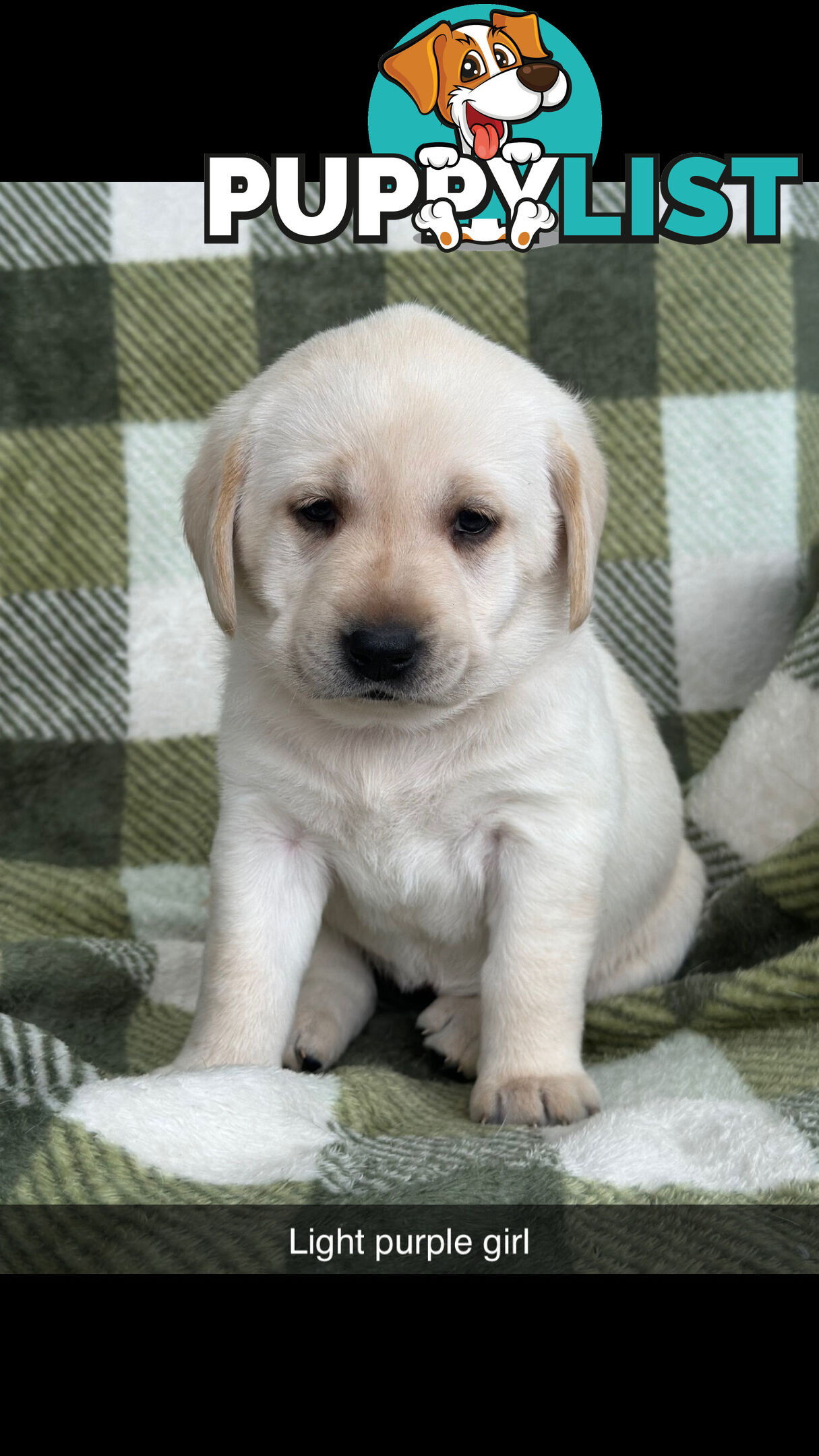 Labrador puppies