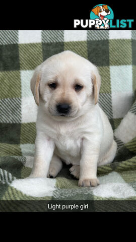 Labrador puppies