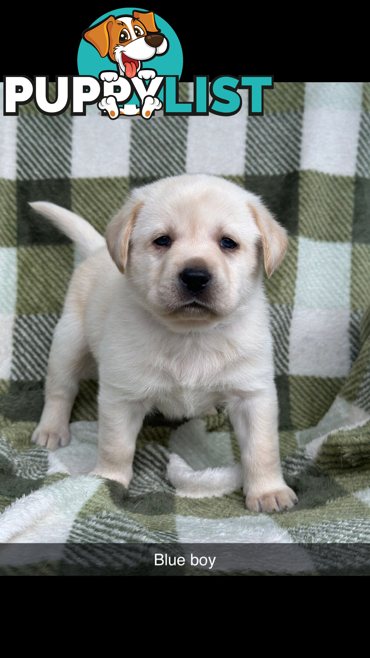 Labrador puppies