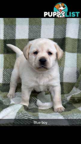 Labrador puppies