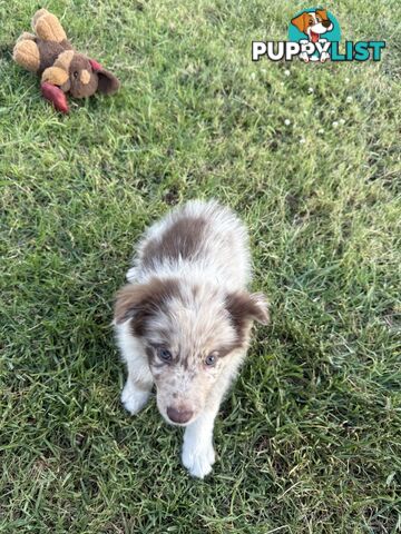 Female Border collie 