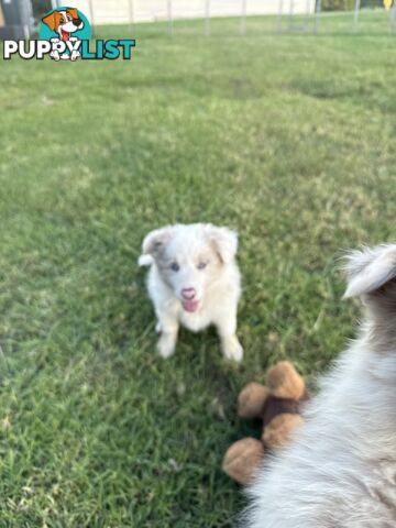 Female Border collie 